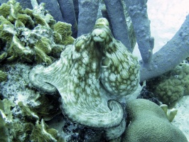IMG 2966 Common Octopus